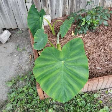 Elephant Ear (Colocasia)