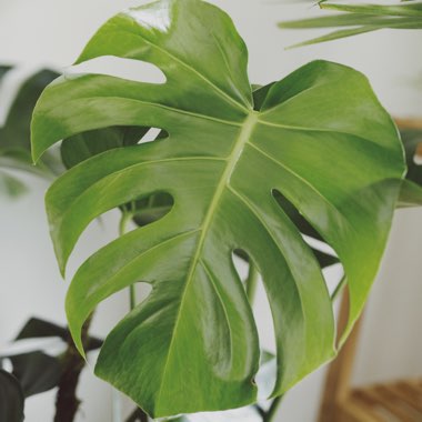 Monstera deliciosa