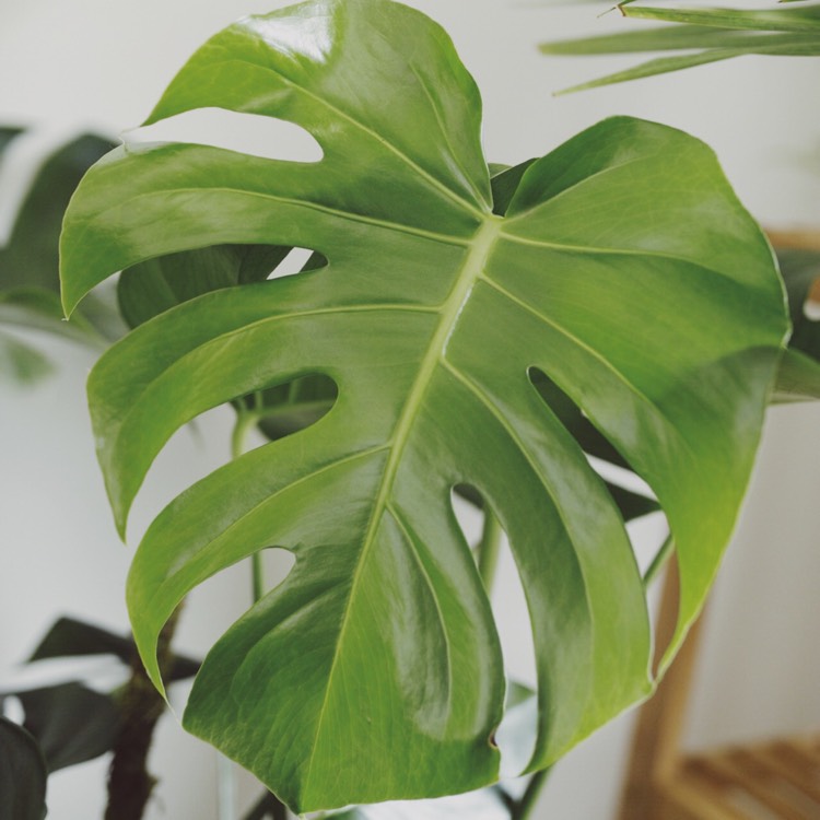 plant image 768811