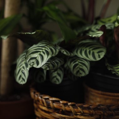 Ctenanthe Burle-Marxii