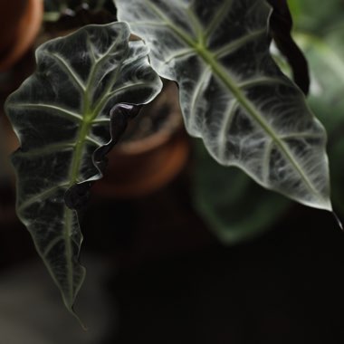 Alocasia x amazonica 'Polly'