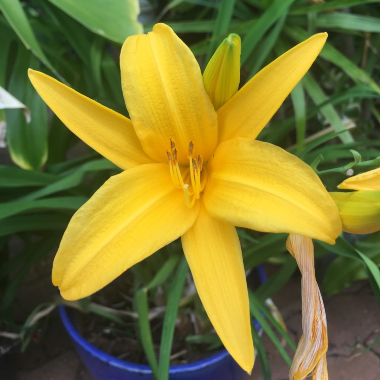 Plant image Hemerocallis citrina