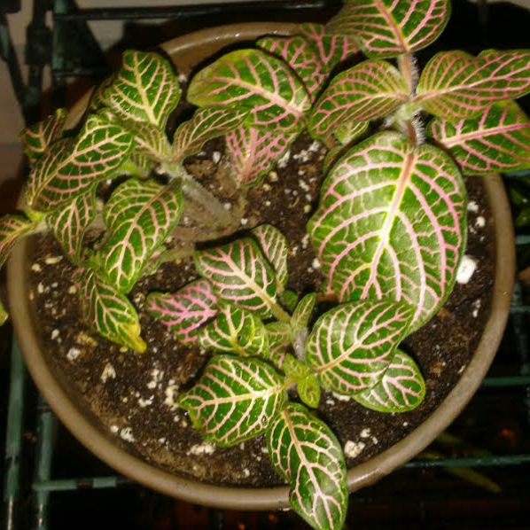 plant image 1222808 plant image 1222808