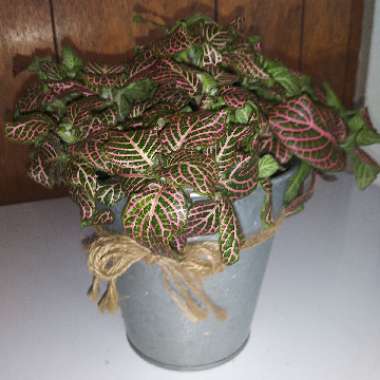 Fittonia argyroneura syn. Fittonia verschaffeltii