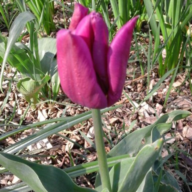 plant image 31625
