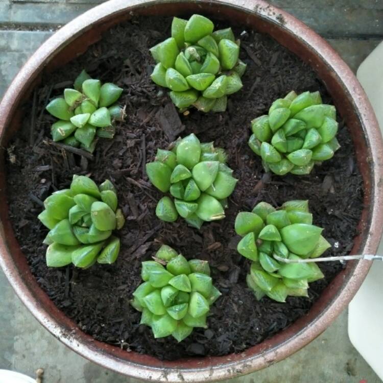 Plant image Haworthia magnifica var. Acuminata