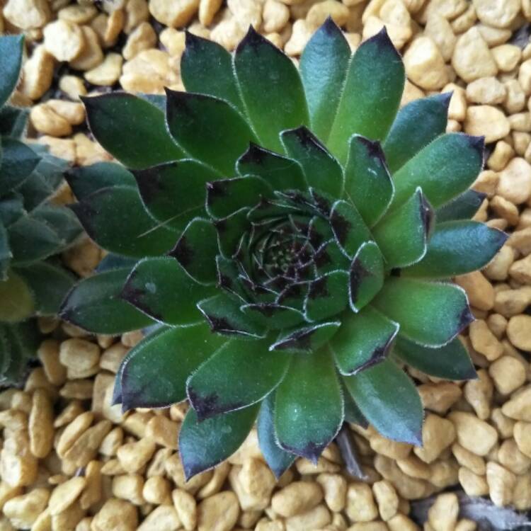 plant image 569672