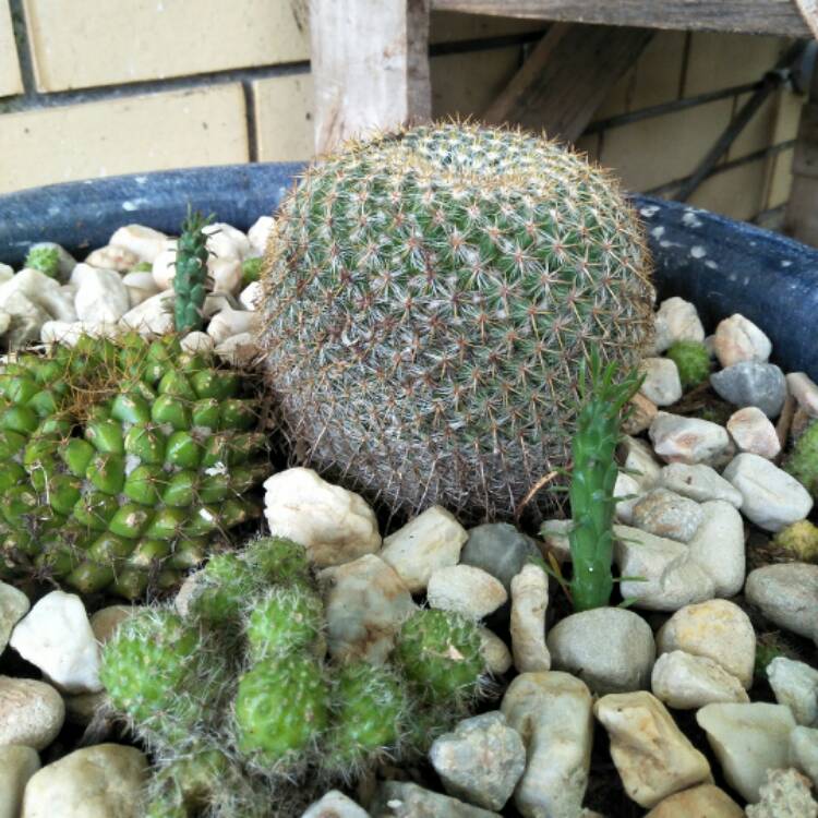Plant image Mammillaria haageana 'Elegans'