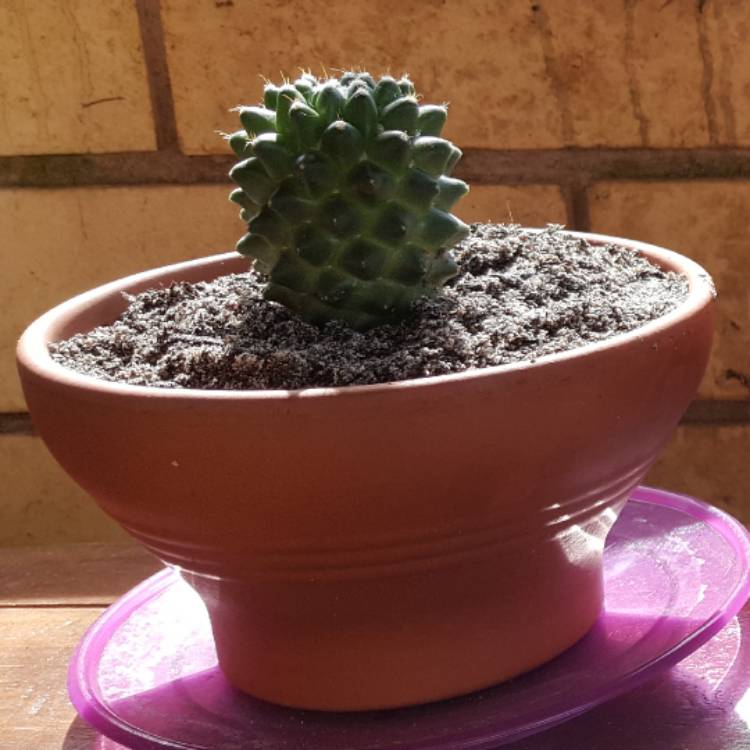 Plant image Mammillaria polythele f. nuda syn. Mammillaria polythele 'Stachellos'