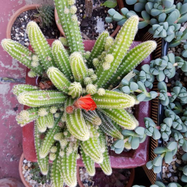 Plant image x Chamaelobivia Lincoln Rainbow
