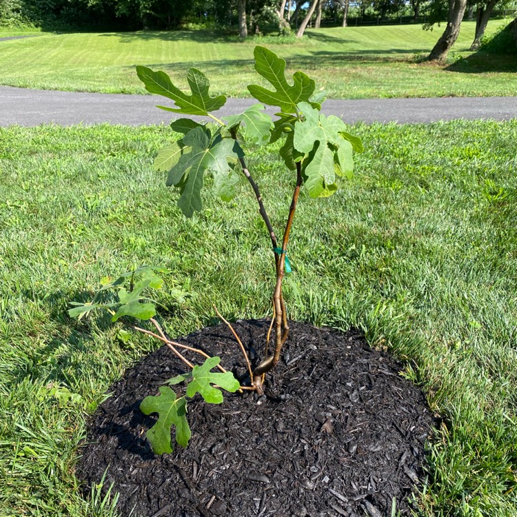 plant image 1521815