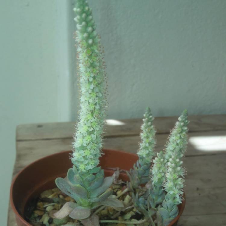 Plant image Orostachys