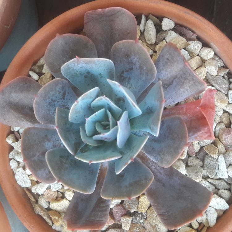 Plant image Echeveria Blue Prince