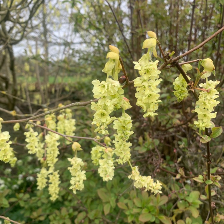 plant image 1457182