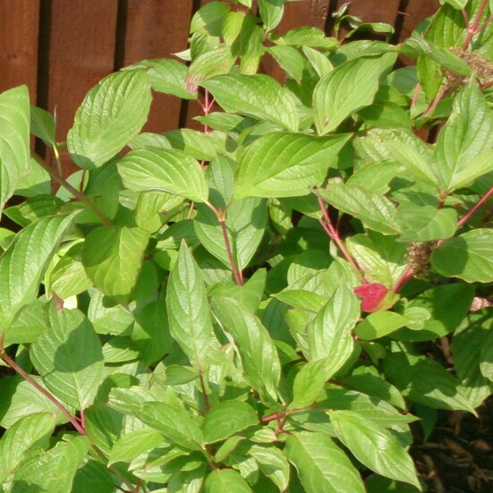 Siberian Dogwood