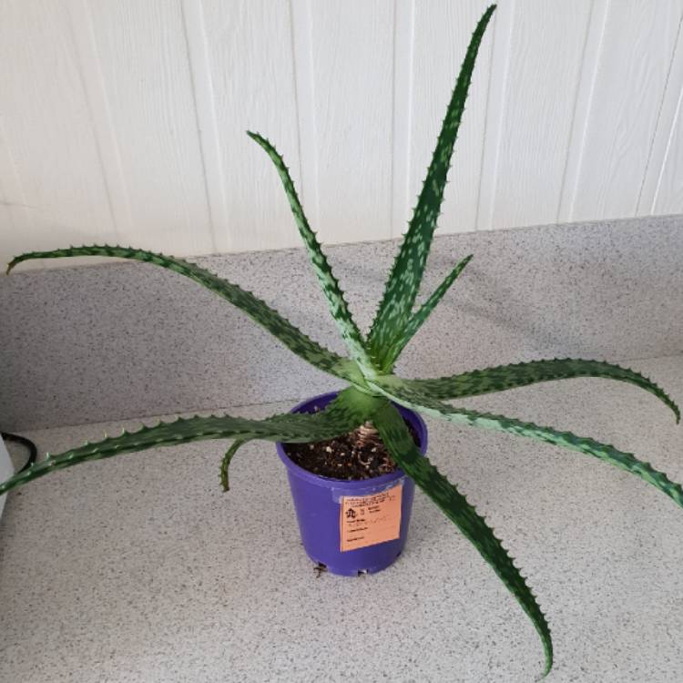 Plant image Aloe 'Mighty Gold'