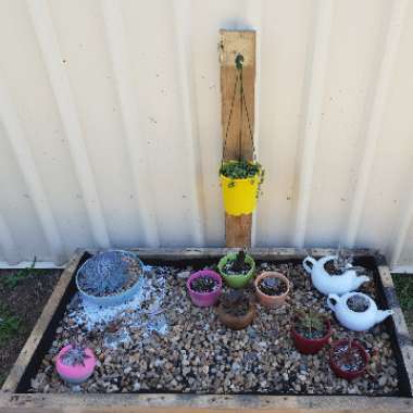Renée's garden