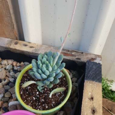 Pachyveria Clavifolia