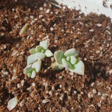 Pachyveria Clavifolia
