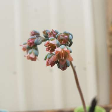 Pachyveria Clavifolia