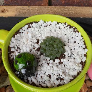 Haworthia 'Cooperi'