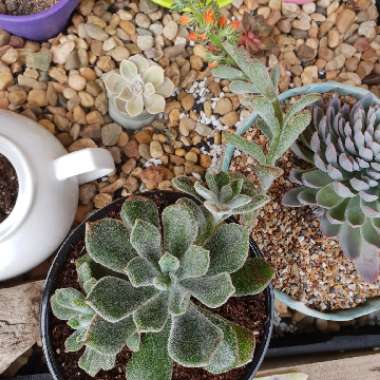 Echeveria 'Pulvinata Frosty'