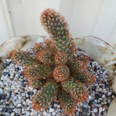 Lady Finger Cactus 'Copper King'