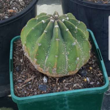 Easter Lily Cactus