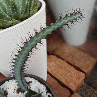 Euphorbia baioensis