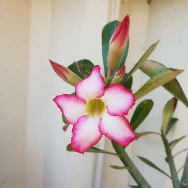 Desert Rose