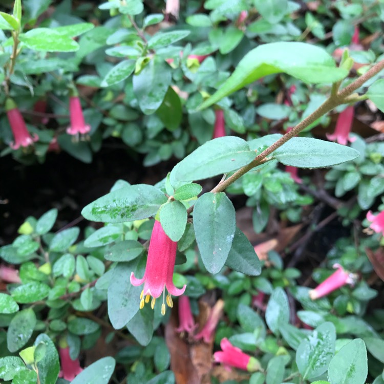 plant image 608334
