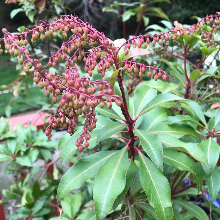 Plant image Pieris japonica 'Carnaval'