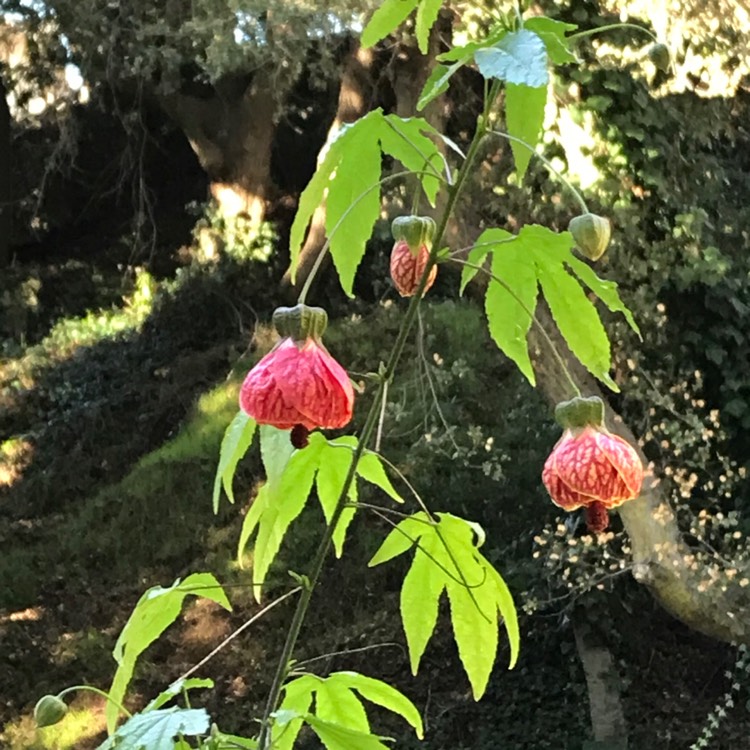 Plant image Abutilon pictum