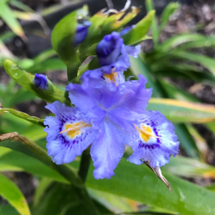 Plant image Iris Japonica 'Nada'