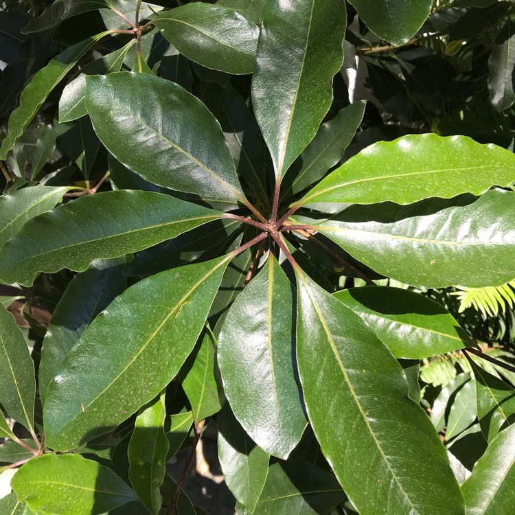 Plant image Pittosporum tobira 'Miss Muffet'