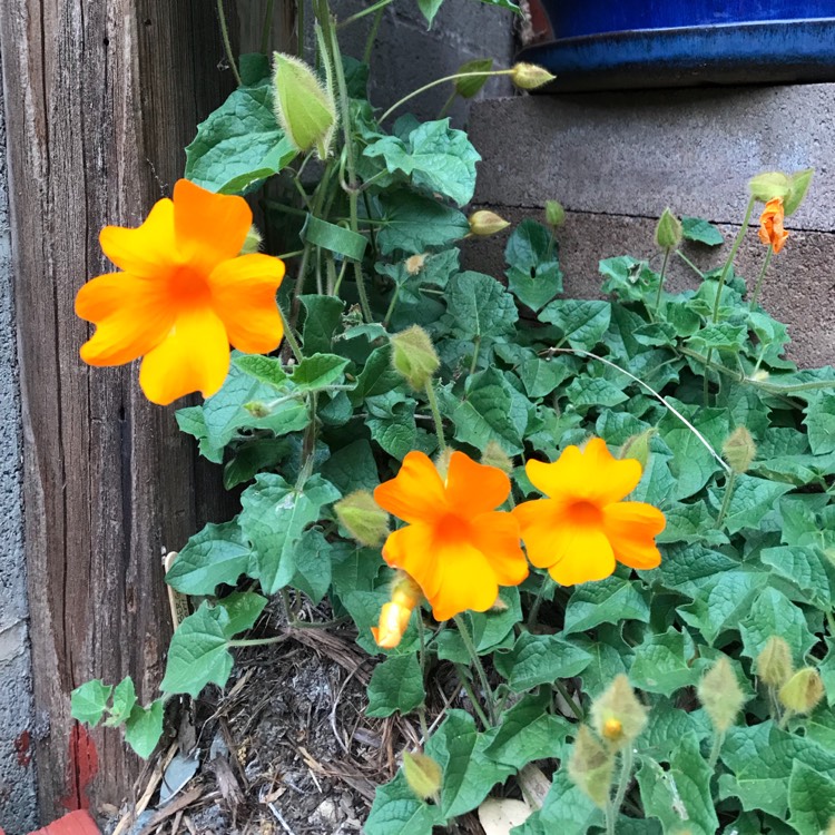 Plant image Thunbergia gregorii