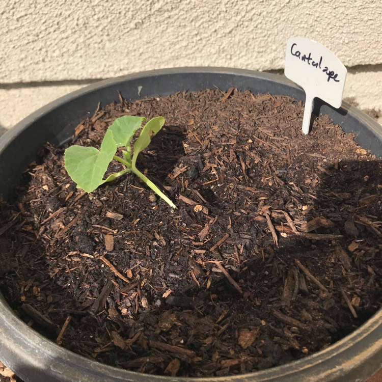 Plant image Cucumis melo var. cantalupensis