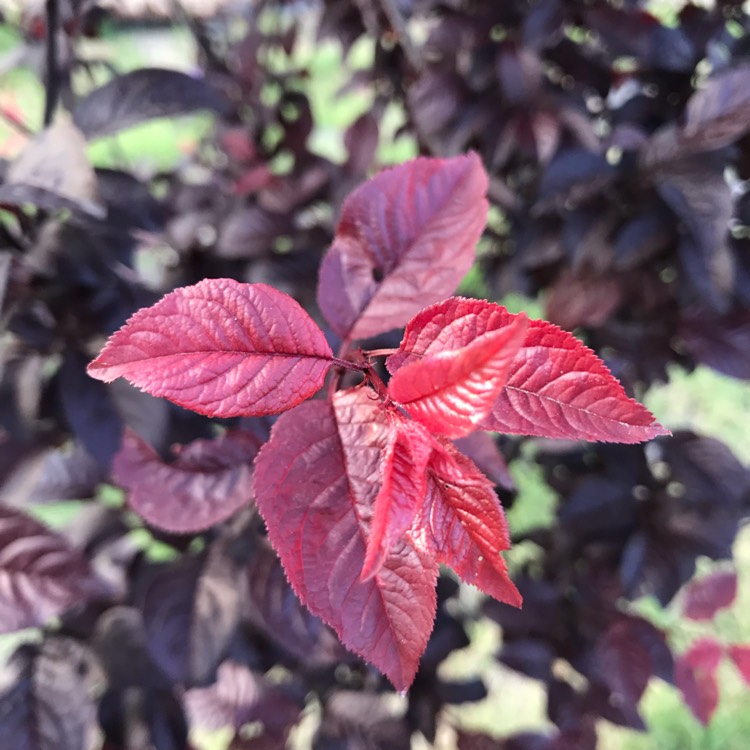 plant image 1022909