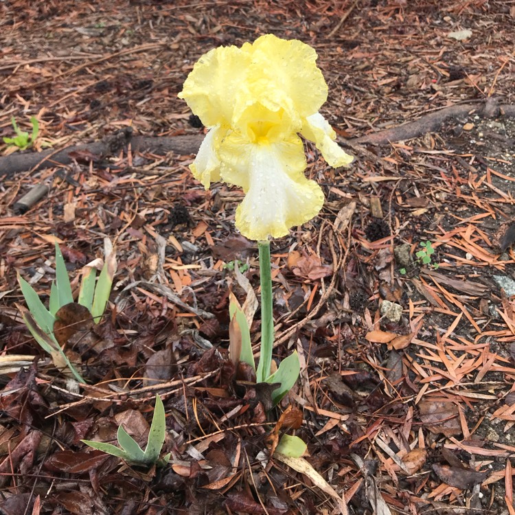 Plant image Iris x germanica 'Buckwheat'