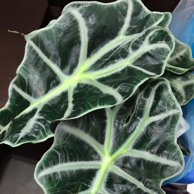Plant image Alocasia x amazonica 'Polly'