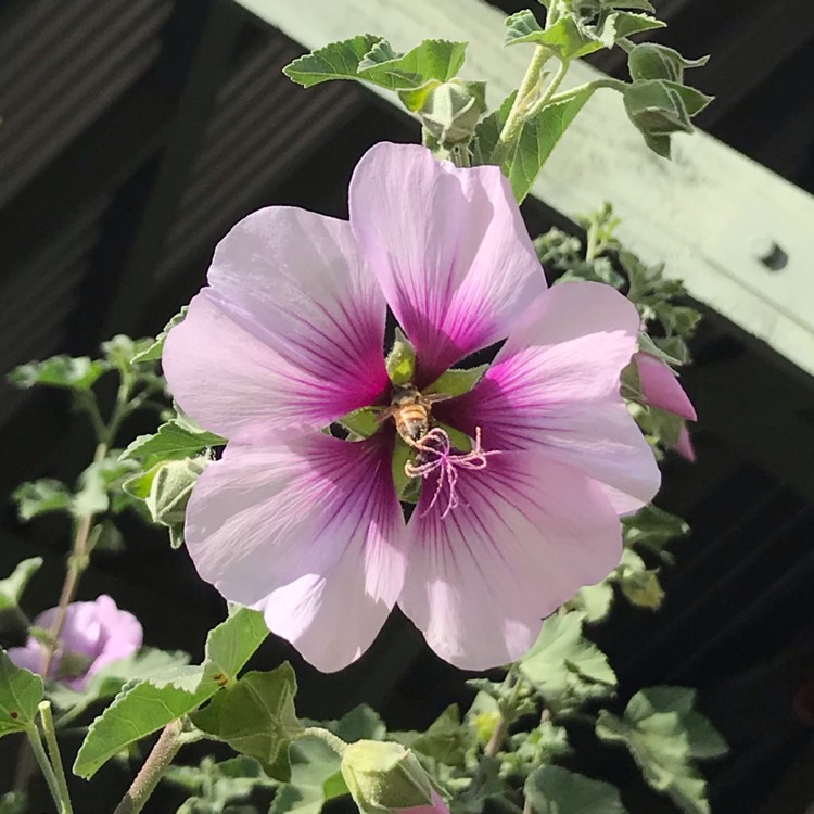 Plant image Lavatera 'Maritima' (bicolour)