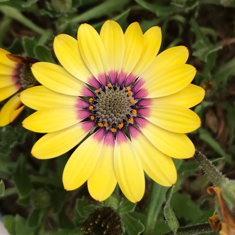Plant image Osteospermum 'Serenity Blue Eyed Beauty'