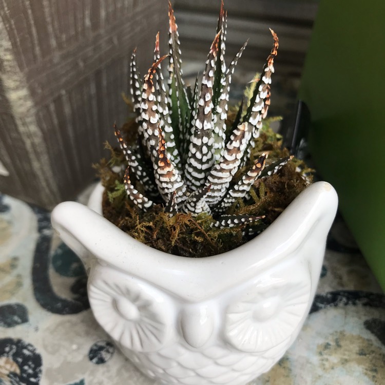 Plant image Haworthiopsis attenuata var. attenuata 'Striata' syn. Haworthia attenuata 'Striata'