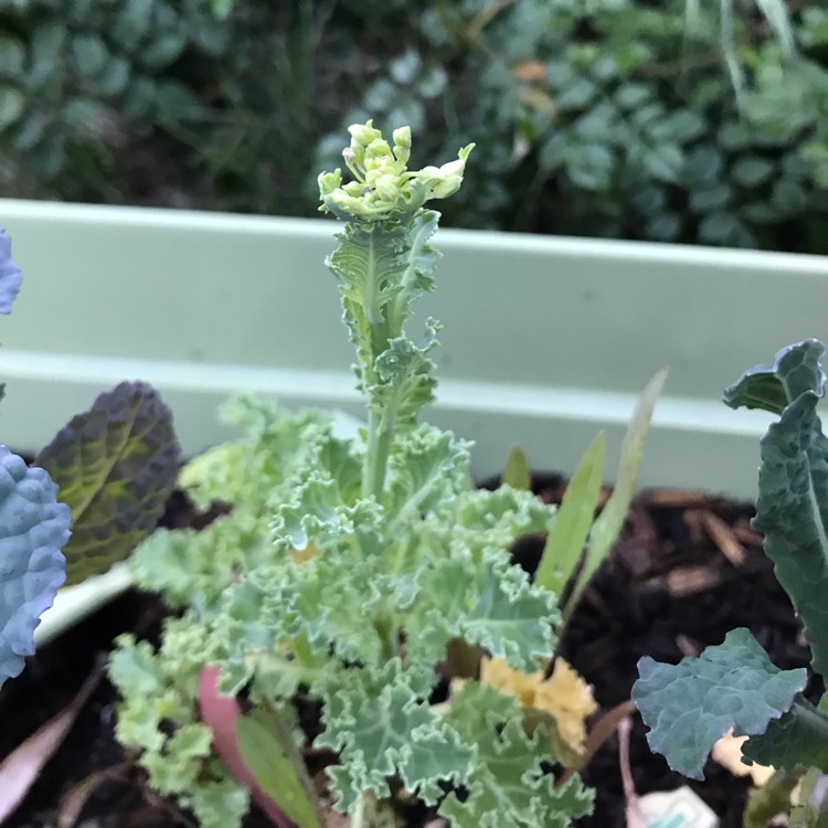 plant image 976402