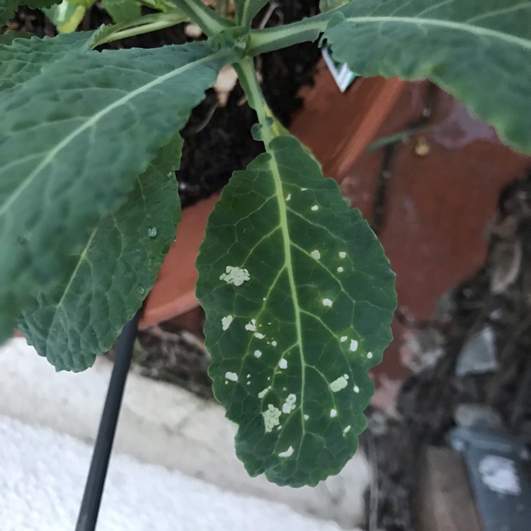 Plant image Brassica oleracea (Acephala Group) 'Lacinato'