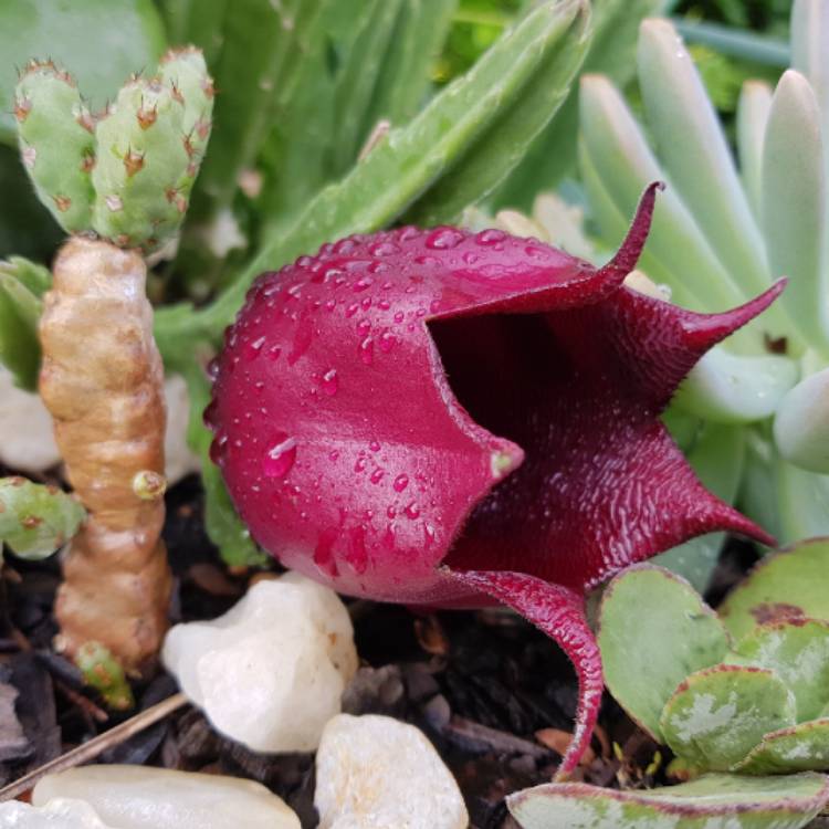Plant image Stapelia leedertziae