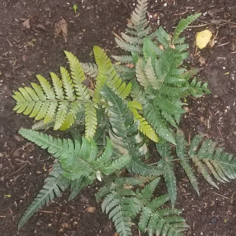 Plant image Polystichum