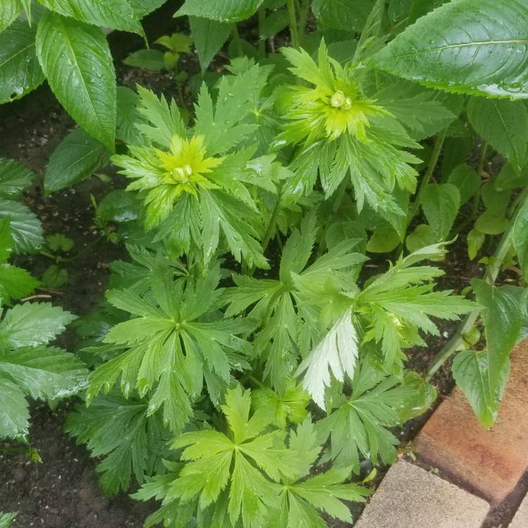 plant image 1084161