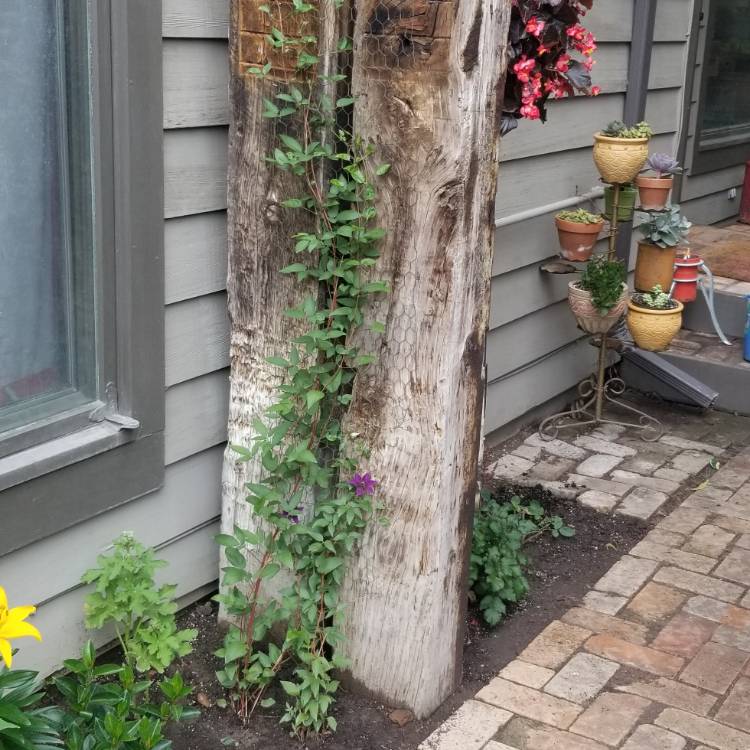 plant image 1105641