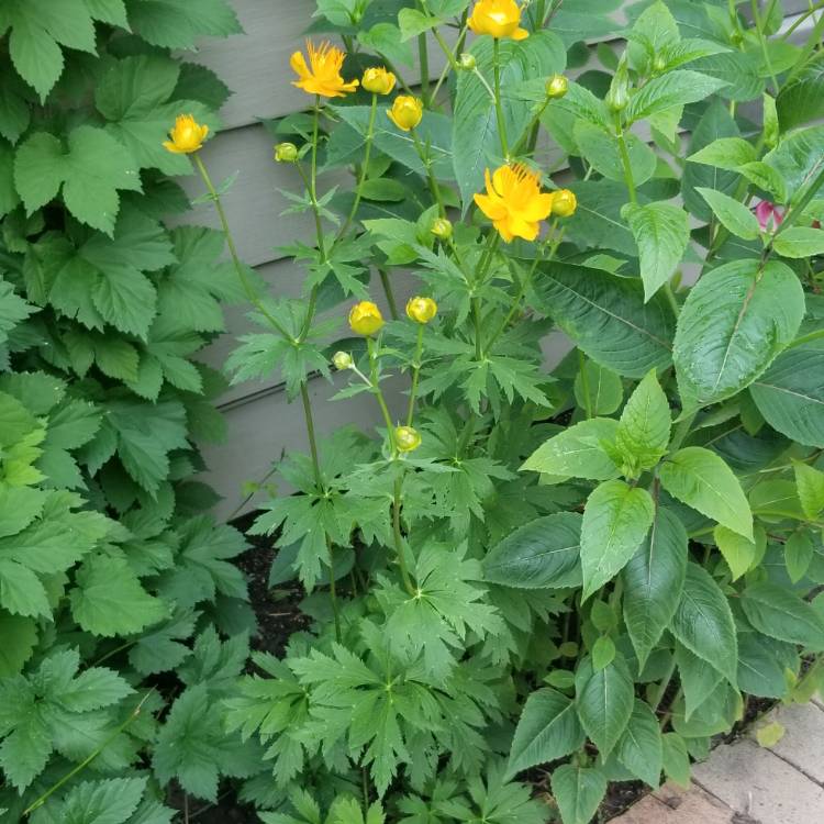 plant image 1105642
